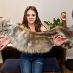 Big Cat Wife: Embracing Strength, Independence, and Empowerment in Modern Relationships